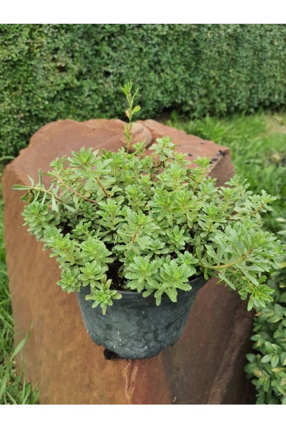 Очиток цветоносный Вейхенстефанер Голд - 2л/вис.20-25см/Ø20-30см